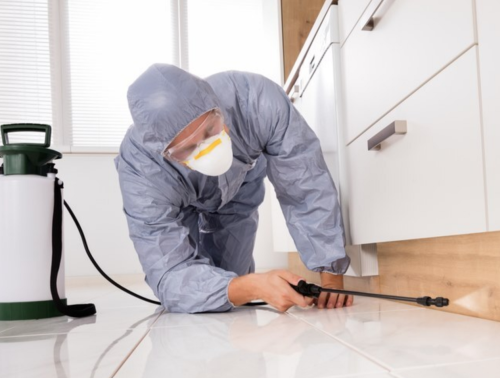 Residential Pest Control Services: Creating a Comfortable Living Environment