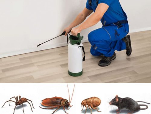 Safe and Effective Pest Eradication