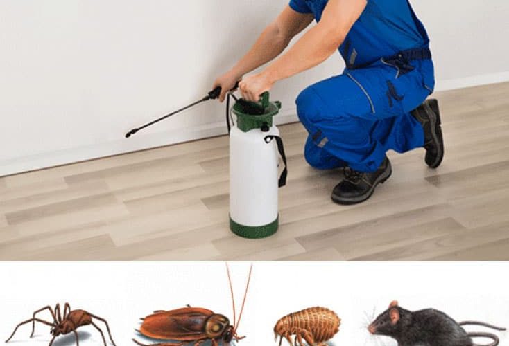 Safe and Effective Pest Eradication