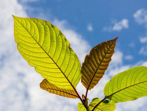 How to Ensure You’re Buying Genuine Kratom Online